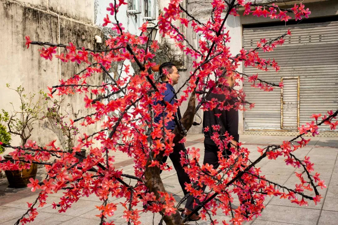 2019年12月,澳門一棵紅色的樹。